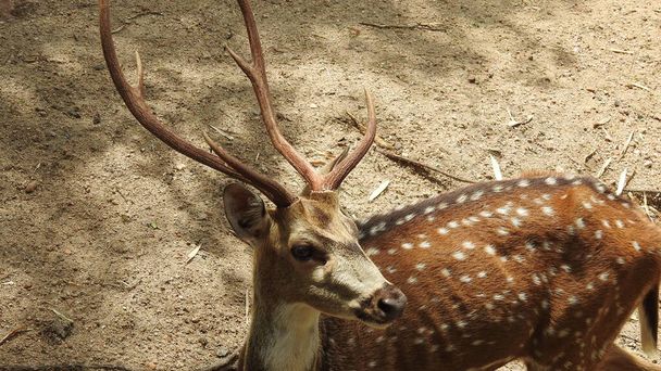 赤い鹿Cervus elaphusはげっ歯類で轟音を立てます。ロー鹿,カプレオラスカプレオラス,牧草地や早朝に霧の牧草地を見て.無意識の女性野生動物。Roe deer, capreolus capreolus doe feeding and looking around on misty meadow  - 写真・画像