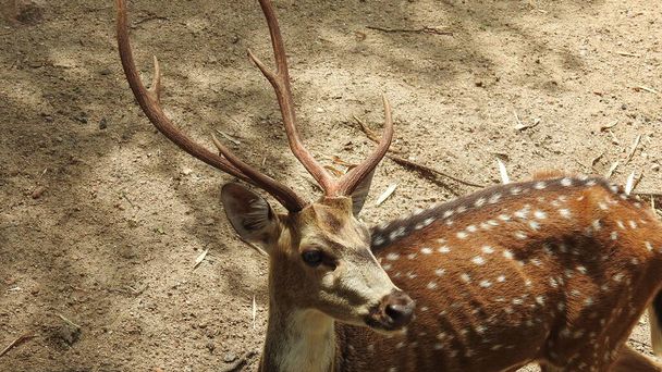 赤い鹿Cervus elaphusはげっ歯類で轟音を立てます。ロー鹿,カプレオラスカプレオラス,牧草地や早朝に霧の牧草地を見て.無意識の女性野生動物。Roe deer, capreolus capreolus doe feeding and looking around on misty meadow  - 写真・画像