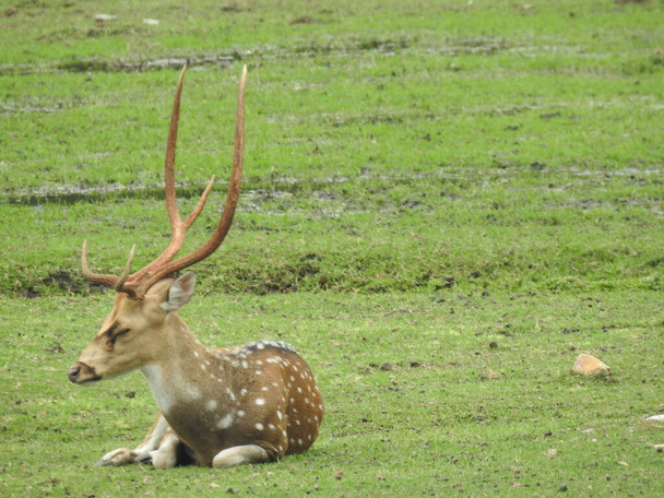 西卵鹿、シェブリール、または単に卵鹿や卵。角のある森の中で発見された白い尾の鹿緑の芝生のフィールドに座っている鹿この種のクローズアップ見て詳細なビュー。緑の芝生のフィールドに座っているロードシカ。鹿 - 写真・画像