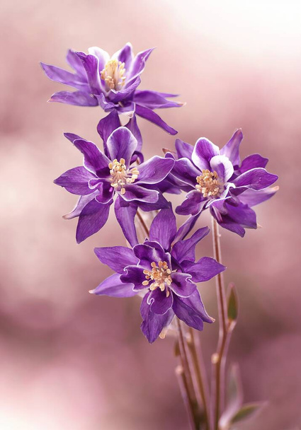 Aquilegia vulgaris. Close-up beautiful spring purple flowers - Fotó, kép