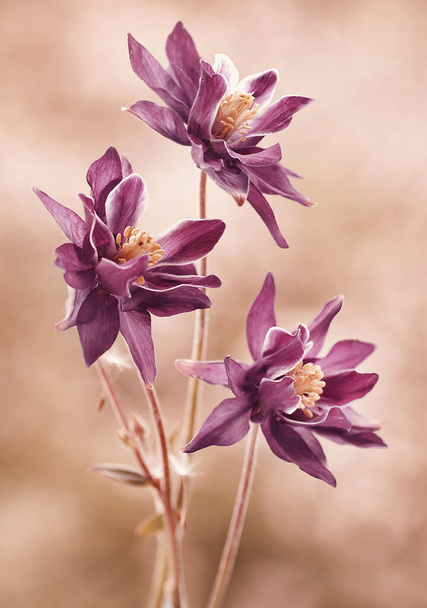 Aquilegia vulgaris. Close-up beautiful spring purple flowers - Photo, Image