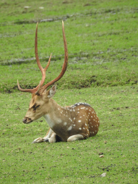 西卵鹿、シェブリール、または単に卵鹿や卵。角のある森の中で発見された白い尾の鹿緑の芝生のフィールドに座っている鹿この種のクローズアップ見て詳細なビュー。緑の芝生のフィールドに座っているロードシカ。鹿 - 写真・画像