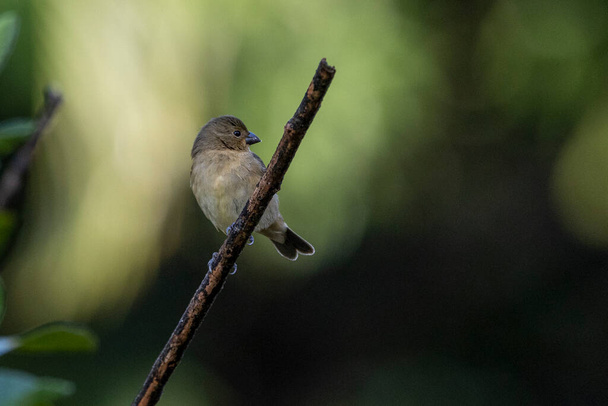 Ένας νεαρός διπλός-collared Seedeater επίσης γνωστή ως Coleirinho σκαρφαλωμένο στο κλαδί. Είδος Σπορόφηλα caerulescens. Παρατήρηση πουλιών. Πουλί. Εραστής πουλιών. - Φωτογραφία, εικόνα