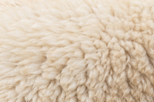 Grey Wool sheep - Fotoğraf, Görsel