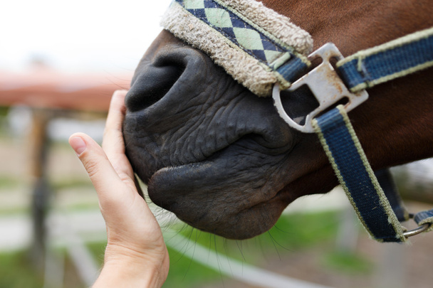 Muzzle of horse and human hand - 写真・画像