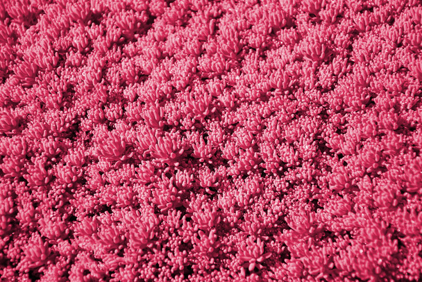 Sedum. Stonecrop. Beautiful herbal abstract background of nature. Image toned in Viva Magenta, color of the 2023 year. - Photo, Image