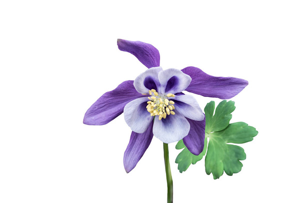 Purple columbine flower isolated on white background - Photo, Image