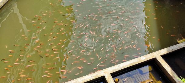 Breeding of Oreochromis niloticus fish in fish ponds. Oreochromis niloticus or tilapia is often used as consumption for people in Asia, for example for the people of Indonesia. - Photo, Image