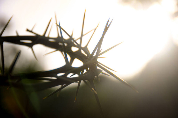 Crown of thorns with customizable space for the and Christian quotes. Copy space and Christianity concept. - Fotografie, Obrázek