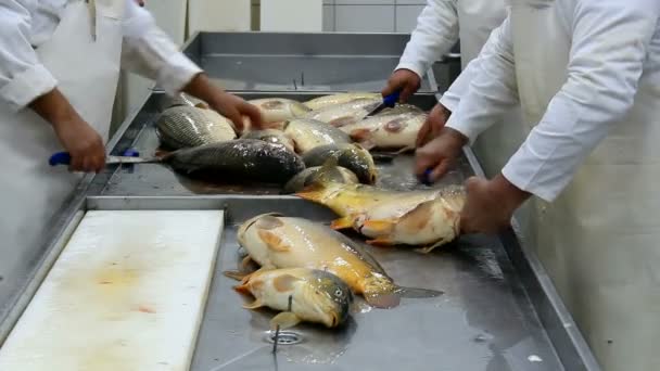 Fischkarpfen putzen - Filmmaterial, Video