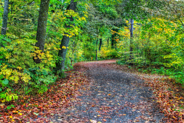 HDR of a forest path in soft focus - Zdjęcie, obraz