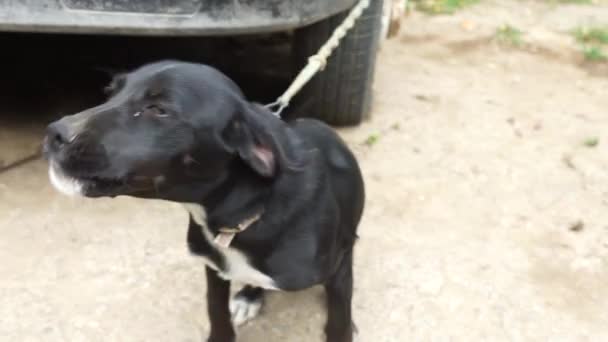 Een zwart kortharige hond is vastgebonden en blaft naar de camera - Video