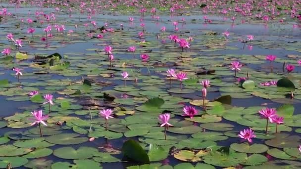 Campi gigli d'acqua fioriscono stagione in una grande laguna allagata a Tay Ninh, Vietnam. I fiori crescono naturalmente quando l'acqua del diluvio è alta, rappresentano la purezza, la semplicità - Filmati, video