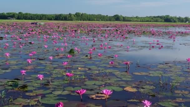 Pola lilii wodnych sezon kwitną w dużej zatopionej lagunie w Tay Ninh, Wietnam. Kwiaty rosną naturalnie, gdy woda powodziowa jest wysoka, reprezentują czystość, prostotę - Materiał filmowy, wideo