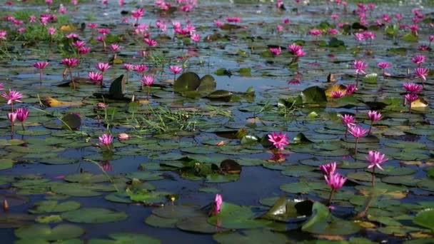Fields vesi liljat kukkivat kausi suuri tulvii laguuni Tay Ninh, Vietnam. Kukat kasvavat luonnollisesti, kun tulva vesi on korkea, edustavat puhtautta, yksinkertaisuus - Materiaali, video