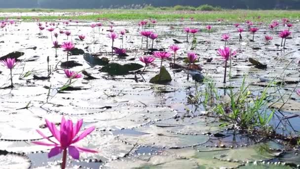 Champs saison de floraison des nénuphars dans un grand lagon inondé à Tay Ninh, Vietnam. Les fleurs poussent naturellement lorsque l'eau du déluge est élevée, représentent la pureté, la simplicité - Séquence, vidéo
