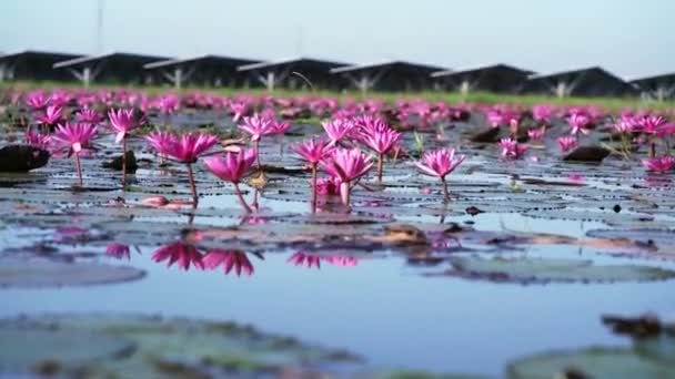 Campi gigli d'acqua fioriscono stagione in una grande laguna allagata a Tay Ninh, Vietnam. I fiori crescono naturalmente quando l'acqua del diluvio è alta, rappresentano la purezza, la semplicità - Filmati, video