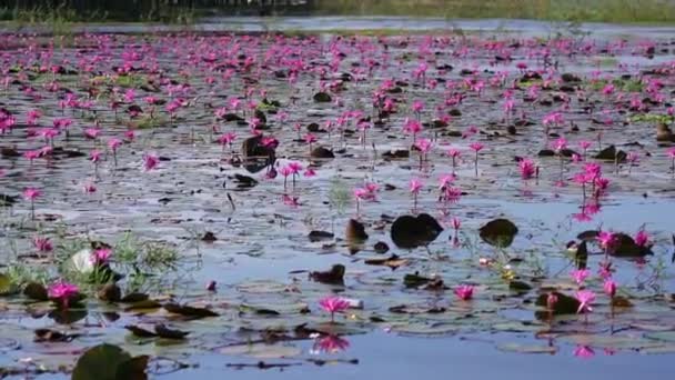 Velden waterlelies bloeien seizoen in een grote overstroomde lagune in Tay Ninh, Vietnam. Bloemen groeien natuurlijk wanneer het water hoog is, vertegenwoordigen de zuiverheid, eenvoud - Video