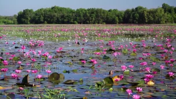 Vietnam, Tay Ninh 'da su basmış büyük bir gölde zambaklar mevsimi açar. Sel suları yükseldiğinde çiçekler doğal olarak büyür. Saflığı, sadeliği temsil eder. - Video, Çekim