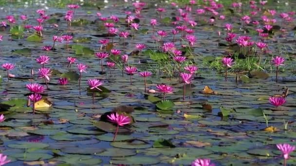 Fields vízililiom virágzás szezonban egy nagy elárasztott lagúna Tay Ninh, Vietnam. A virágok természetesen nőnek, amikor az árvíz magas, képviselik a tisztaságot, egyszerűséget. - Felvétel, videó