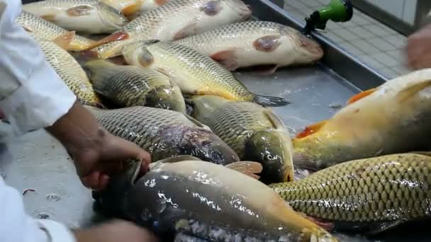 Καθαρίζοντας ψάρια κυπρίνος - Πλάνα, βίντεο