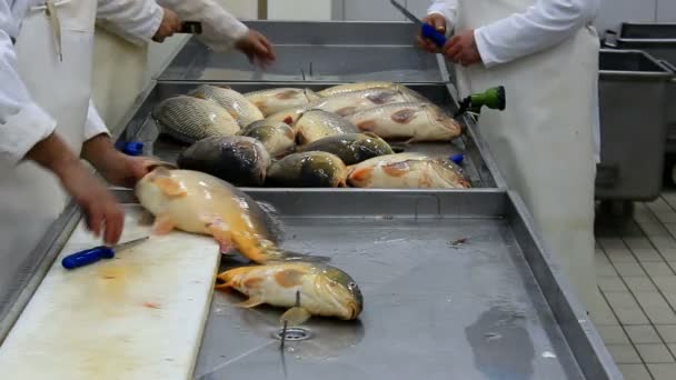 Limpieza de carpas de pescado
 - Metraje, vídeo