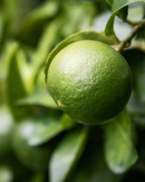green lemons in the garden - Photo, Image
