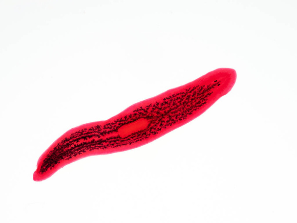 säilötty ja värjätään näyte makean veden planaria flatworm (triclad), joka syötettiin hiiltä korostaa sen 3-lohko ruoansulatuskanavan musta - Valokuva, kuva