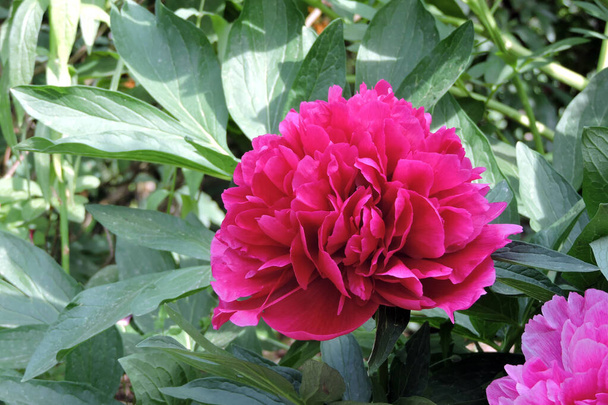 A double-flowered pink common garden peony in bloom - Photo, Image