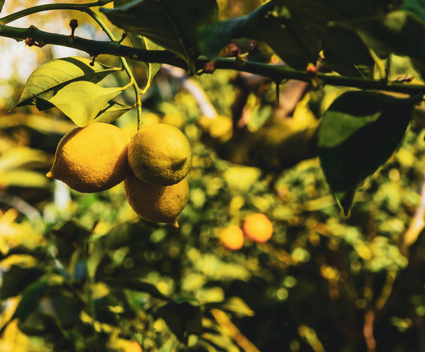 Ağaçta asılı olgun limonlar. Limon yetiştiriyorum. Ağaçta olgun limonlar. Seçici odaklan ve kapat. Katalonya, İspanya - Fotoğraf, Görsel
