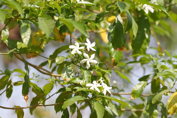 Close-up photo of White flowers bloom on Jasmine plant - Foto, Imagen