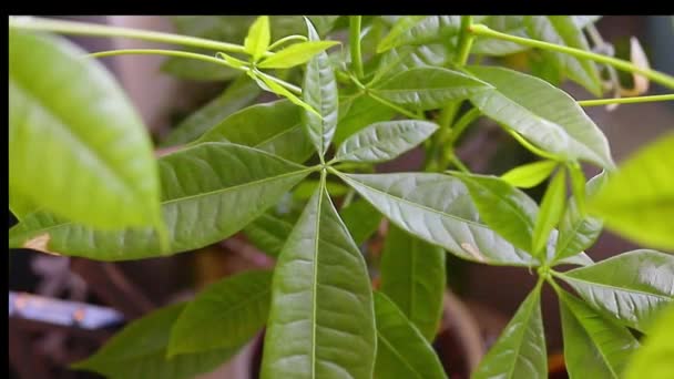 Bonsai of Pachira aquatica, growing indoors, money tree. High quality FullHD footage - Video