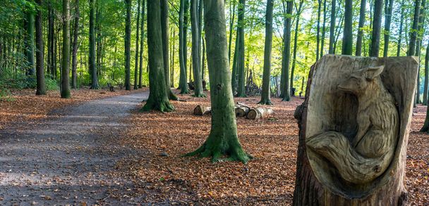 Netherlands, Hague, Haagse Bos, Europe, a large tree in a forest - Photo, image