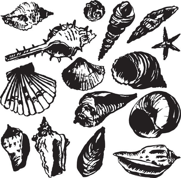 set of line drawing shells - Vektör, Görsel