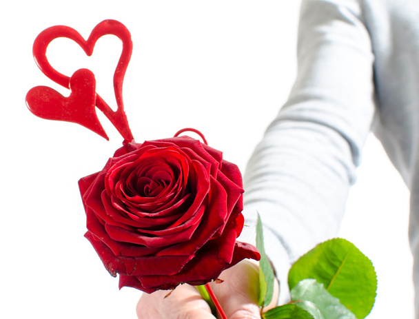 A rose for Valentine's Day - Zdjęcie, obraz