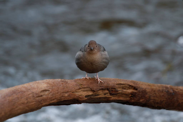 One American Dipper (Cinclus mexicanus) looking round and standing on a log or branch, looking directly at the camera. Taken in Victoria, BC, Canada. - Fotografie, Obrázek