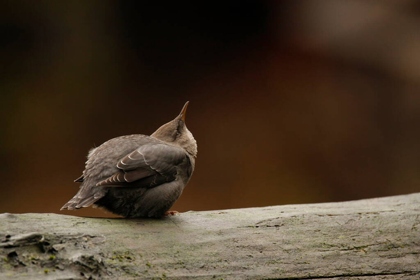 Close up of one American Dipper (Cinclus mexicanus) sitting on a wet log beside a river while dipping its head in a funny pose. Taken in Victoria, BC, Canada. - Foto, imagen