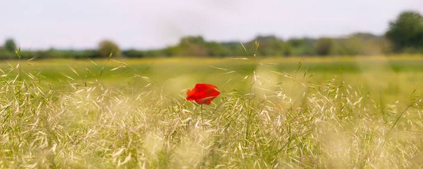 Μεμονωμένο άγριο κόκκινο λουλούδι παπαρούνας σε απομακρυσμένο αγροτικό πεδίο στις αρχές του καλοκαιριού - Φωτογραφία, εικόνα
