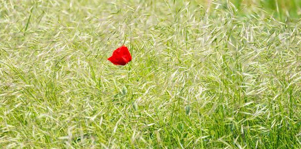 Isolated wild red poppy flower in remote rural field in early summer - Foto, immagini