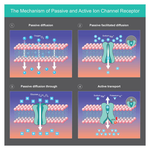 A passzív és aktív ioncsatorna-vevő mechanizmusa. Magyarázza el a passzív és aktív ionfehérje-transzport mechanizmusokat a sejtmembránok között a szervezetben - Vektor, kép