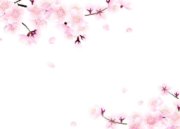 桜の枠と白地に花びらが落ちる - 写真・画像