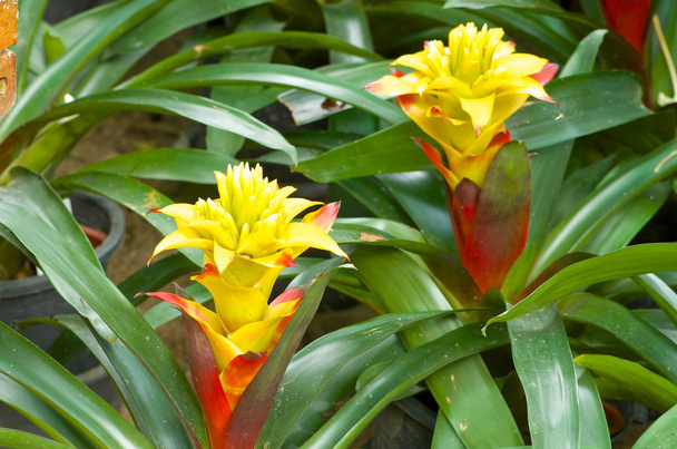 Aechmea fasciata , Pineapple flowers  - Photo, Image