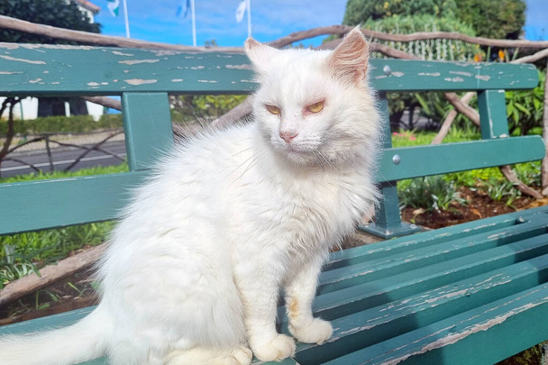 A white stray cat sits on a bench. Stray animals - Fotó, kép