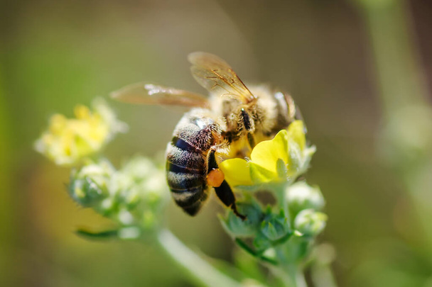 бджола збирає нектар з Потентілла-ереванте, Торсілья-ереванте, Потентілья-лаєта, Потентілла-торсіль, тортуриль, перегородка, прямостояча кришталева фольга жовті дрібні дикорослі медузи
 - Фото, зображення