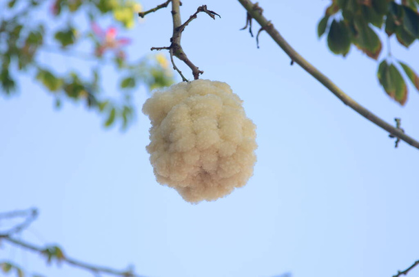 セイバ・ペンタンドラ。ceiba speciosaツリー上の白い綿のボール。太い木の枝に綿の実。ライフジャケット、張りの家具のための繊維 - 写真・画像