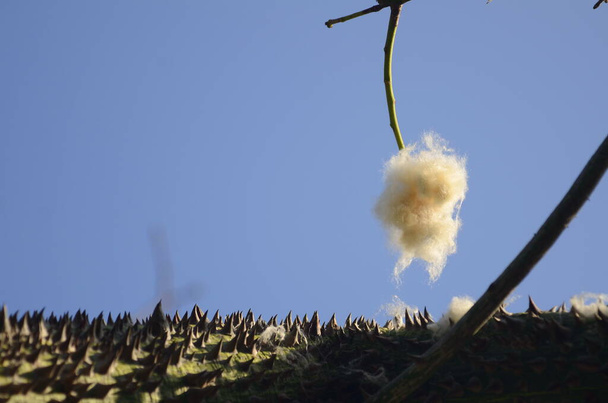 Ceiba pentandra. White cotton balls on ceiba speciosa tree. Cotton fruits on a branch of a prickly tree. Fibers for life jackets, upholstered furniture - Photo, Image