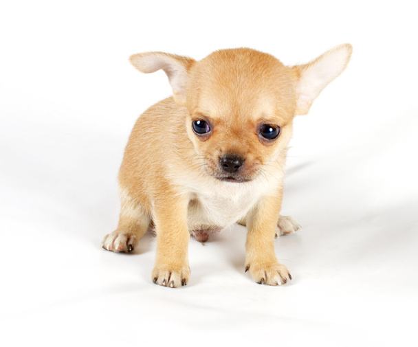Niedliche kleine Chihuahua-Welpen sitzen auf weißen Blick in die Kamera ist - Foto, Bild