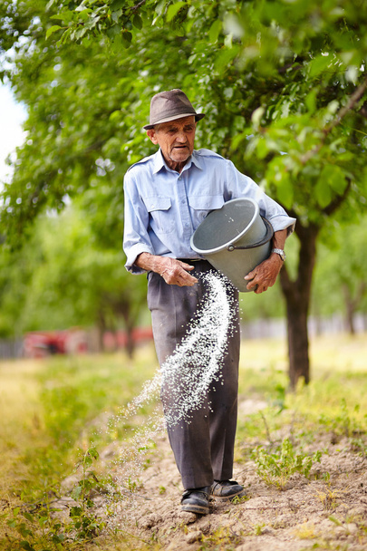 Old farmer spreading fertilizer in orchard - Fotoğraf, Görsel