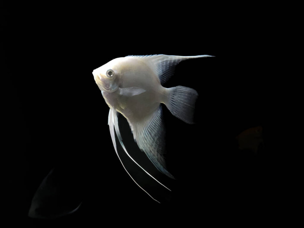Fresh water Silver angel fish in a aquarium,Selective focus. - Photo, Image