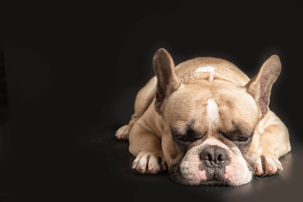 un bulldog francese anoressico sdraiato su uno sfondo nero, concetto di cane di salute - Foto, immagini
